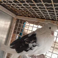 کبوتر هما وپشت سیاه خال زرد