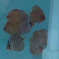 ماهی دیسکس|ماهی|مشهد, بهمن|دیوار