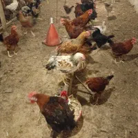 فروش نیمچه خروس محلی
