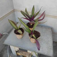 گل موسی در گهواره