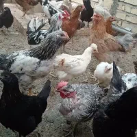 9عدد مرغ برهما تخمگذار و15عدد جوجه برهما 4ماهه