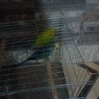 عروس هلندی با مرغ عشق|پرنده|کلاله, |دیوار