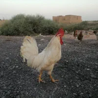 مرغ و خروس