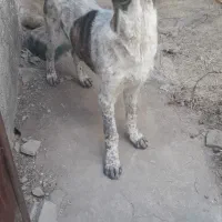 توله سگ قدرجونی چهار ماه|سگ|سردرود, |دیوار