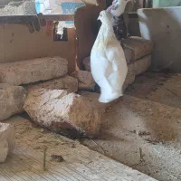 کبوتر نر پرشی|پرنده|ایوان, |دیوار