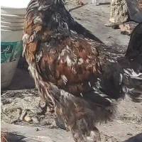 خروس پرپا معاوضه دارم و یک عدد اسباب بازی