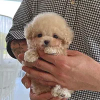 مالتیز تیکاپ|سگ|باوی, |دیوار