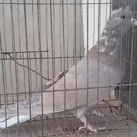 سیمونی|پرنده|اصفهان, شاه پسند|دیوار