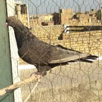 کبوتر|پرنده|اردکان, |دیوار