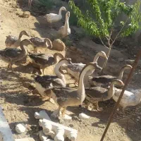 فروش حیوانات مزرعه برهما و بوقلمون و کوشین|حیوانات مزرعه|تبریز, |دیوار