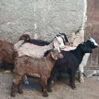 6 راس بزغاله خوشگل درجه یک نژاد دورگه پاکستانی اصل