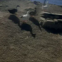 3تا اردک باهم|حیوانات مزرعه|سبزوار, جوادیه شرقی|دیوار