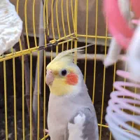 فروش عروس هلندی