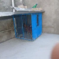 قفس