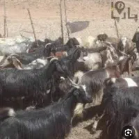 40راس بز داشتی بفروش میرسد