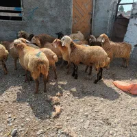سالم و به شرط|حیوانات مزرعه|اردبیل, |دیوار