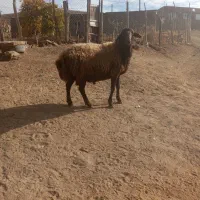 قوچ ترتمیز 4دندان سالم بدون عیب داشتی|حیوانات مزرعه|مریوان, |دیوار