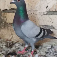 سبز مولر سینه سرخ