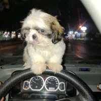 شیتزو فلت اصلی|سگ|رباط‌کریم, نصیرشهر|دیوار