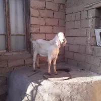 بزغاله نردامازدیخ