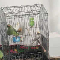 طوطی ملنگووعروس هلندی خوشگل|پرنده|جیرفت, |دیوار