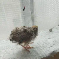 بلدرچین|حیوانات مزرعه|خسروشاه, |دیوار