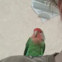 طوطی برزیلی بازیگوش سرحال