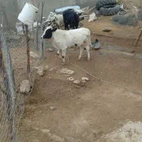 دوراس گوساله نر|حیوانات مزرعه|کوهدشت, |دیوار