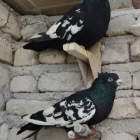 کبوتر|پرنده|مرودشت, فرهنگ|دیوار