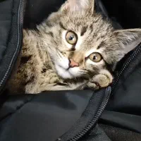 واگزاری گربه ولی با دارا بودن شرایط