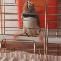 دو جفت فنج مولد درجه یک