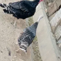 بوقلمون محلی|حیوانات مزرعه|زرقان, |دیوار