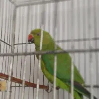 طوطی ملنگو|پرنده|شهرکرد, |دیوار