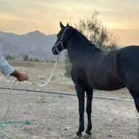 اسب|اسب و تجهیزات اسب‌سواری|زاهدان, |دیوار