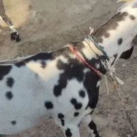 دو عدد بز اصل دار پنجاب|حیوانات مزرعه|چابهار, |دیوار