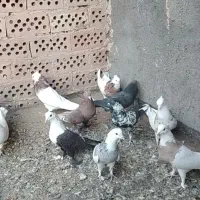 رنگه|پرنده|فردوس (خراسان), |دیوار