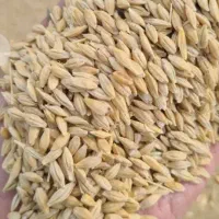 کنسانتره پرواری وشیری درجهیک مخصوص دام سبک وسنگین|حیوانات مزرعه|قم, بکایی|دیوار