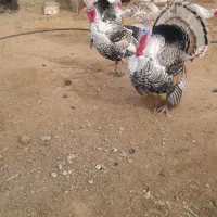 بوقلمون محلی