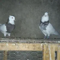 فروش ۱۲ سر طوقی وجفت دم پاک