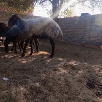 گوسفند|حیوانات مزرعه|انبارآلوم, |دیوار