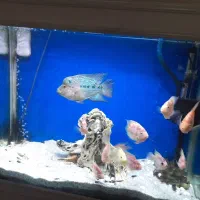 ماهی اکواریوم