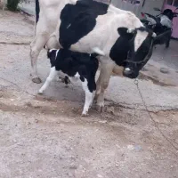 گاو با گوساله ماده|حیوانات مزرعه|مهران (ایلام), |دیوار