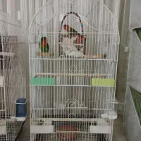 عروس هلندی کوتوله مرغ عشق|پرنده|مشهد, امیریه|دیوار