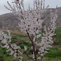 باغ در قزل‌داغ عجم خیلی نزدیک به جاده اصلی