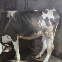 گاو سمینتال با گوساله نر