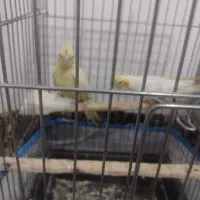 یک جفت عروس هلندی لوتینو صددرصد مولد تضمینی 4 تخم|پرنده|بومهن, |دیوار