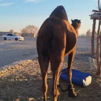 شتر آبستن در خاش