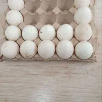 تخم بوقلمون نطفه دار