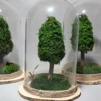 درختچه جاودان مینیمال