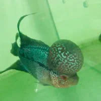 ماهی فلاور هورن و کامفا|ماهی|تهران, سعیدآباد|دیوار